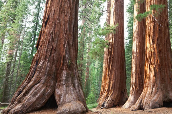 Sequoia — Stockfoto
