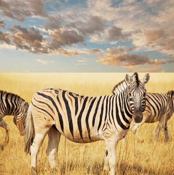 Zebras at sunset