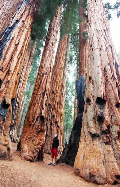 Sequoia — Zdjęcie stockowe