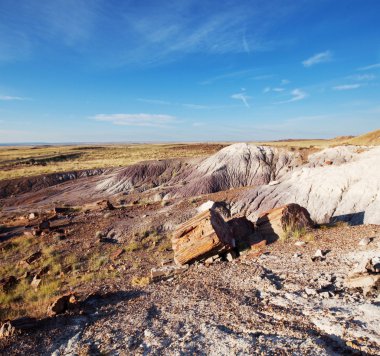 Petrified forest clipart