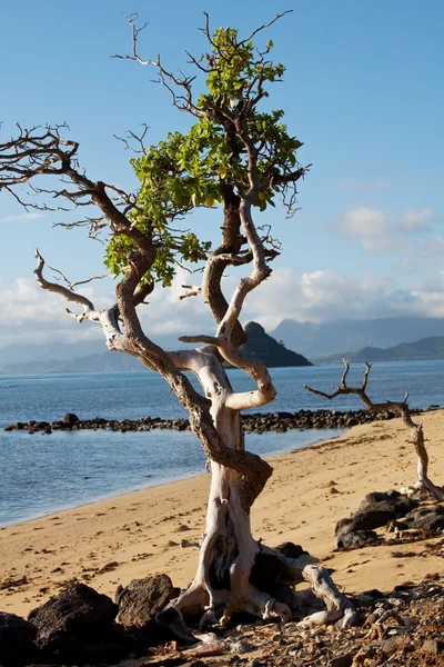 Stock image Hawaii