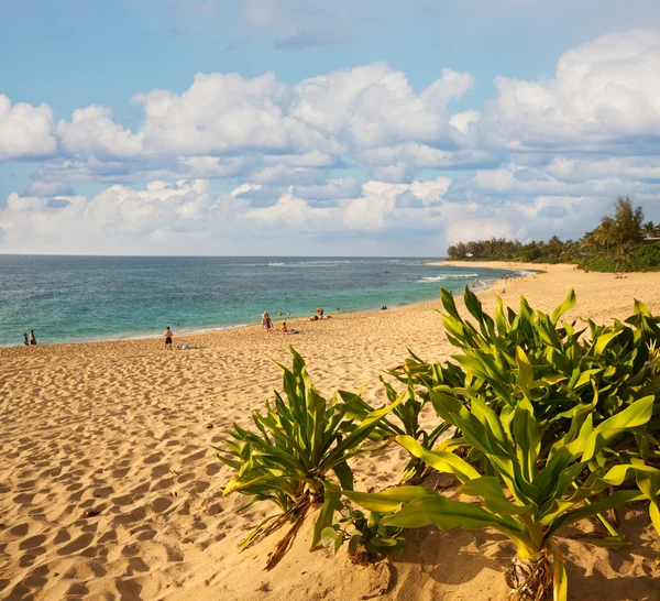 Hawajska plaża — Zdjęcie stockowe