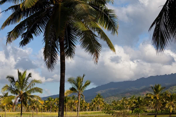 Palm plantation — Stock Photo, Image