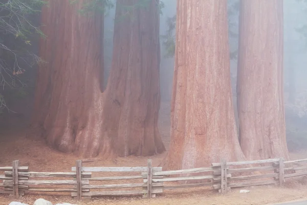 Sequoia — Zdjęcie stockowe