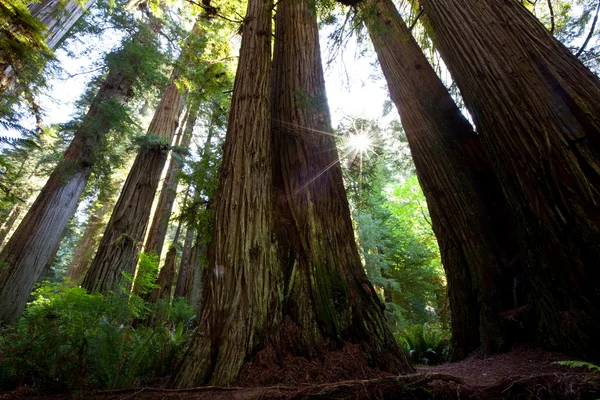 Sequoia — Foto Stock