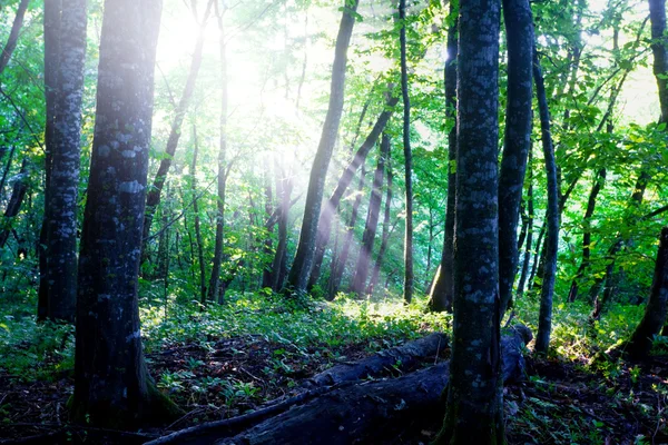 Sonniger grüner Wald — Stockfoto