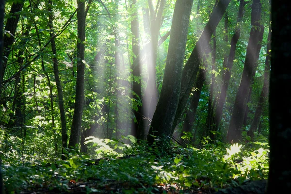 Солнечно-зеленый лес — стоковое фото