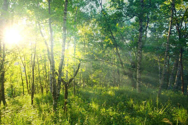 日当たりの良い緑の森 — ストック写真