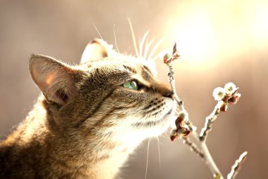 rahatlatıcı kedi