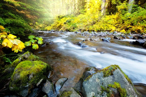 Creek w lesie — Zdjęcie stockowe