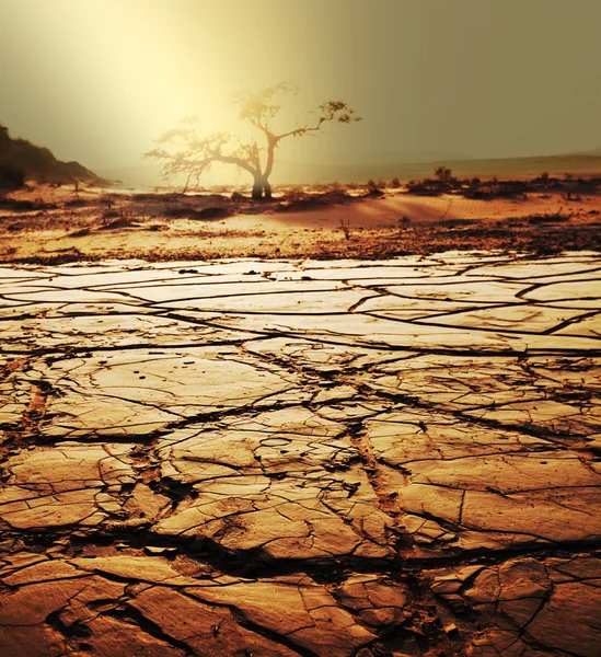 Ξηρασία γης — Φωτογραφία Αρχείου