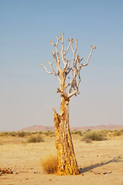 Koger träd — Stockfoto