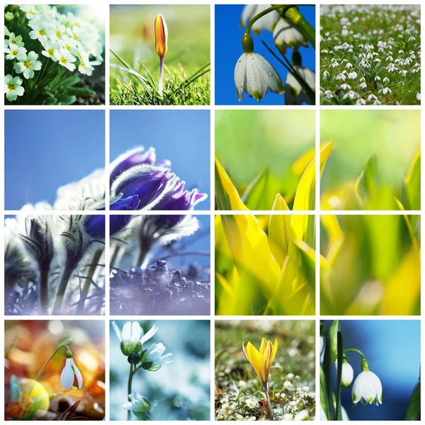 Flores de primavera — Foto de Stock