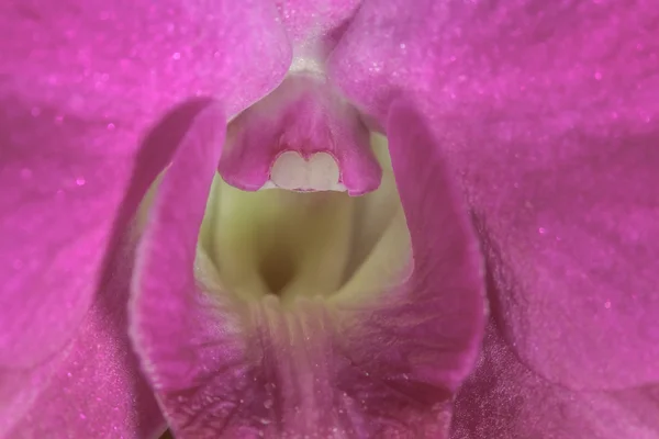 Capa de antera de orquídea — Fotografia de Stock