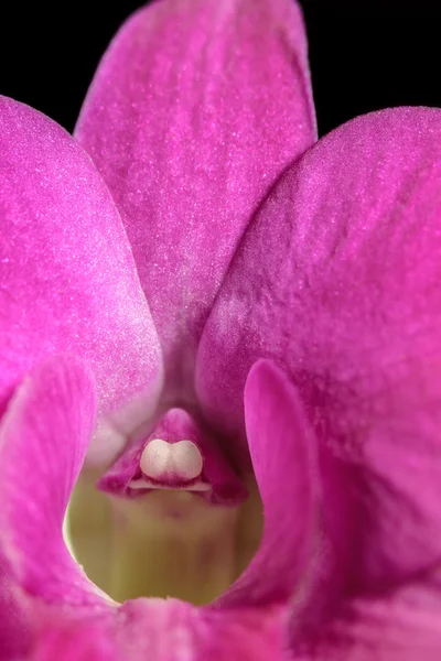Anther d'orchidée — Photo