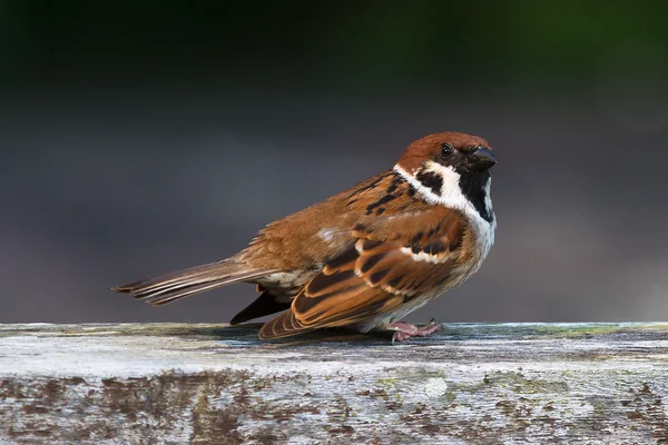 Sparrow take off — Stock Photo, Image