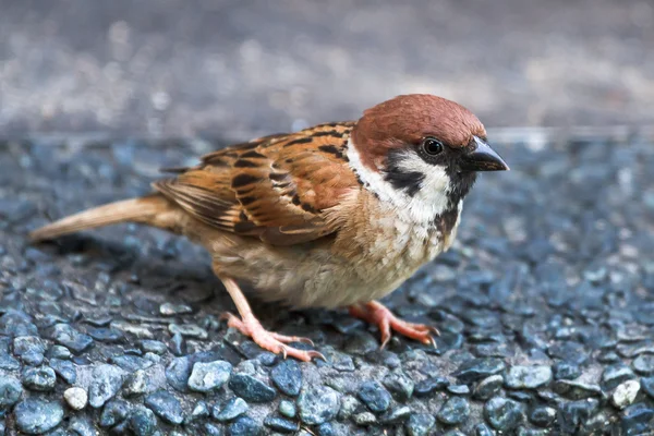 Sparrow curious — Stock Photo, Image