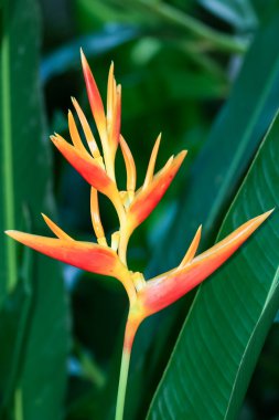 Heliconia Nicky Spike