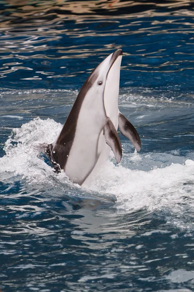 Dancing Dolphin — Stock Photo, Image