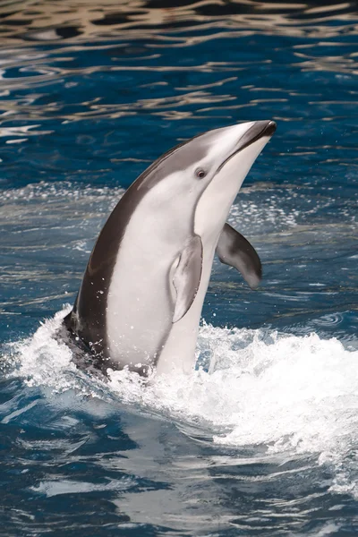 Vertical Dolphin — Stock Photo, Image