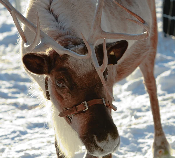 Curious Reindeer — Stock Photo, Image