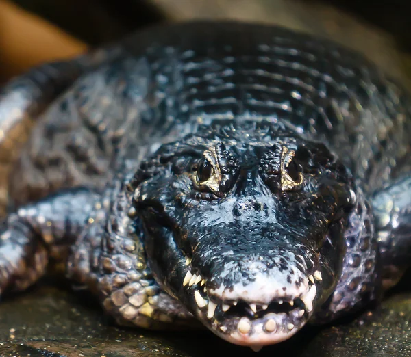 Alligator noir — Photo