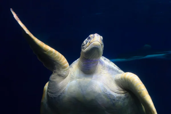 Giant Sea Turtle — Stock Photo, Image