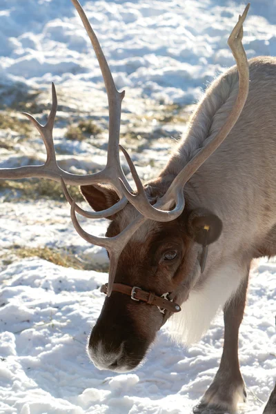 Grazing Reindeer — Stock Photo, Image