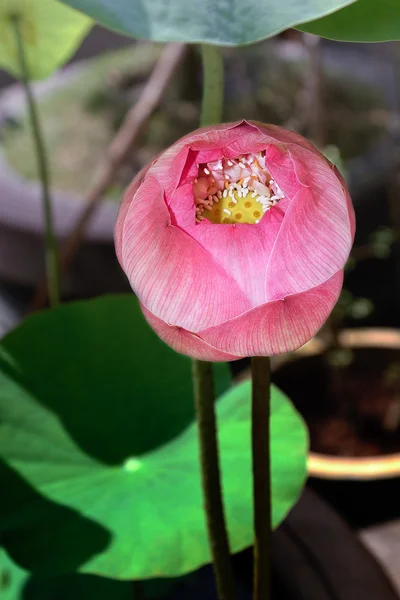 Lotus riparato — Foto Stock