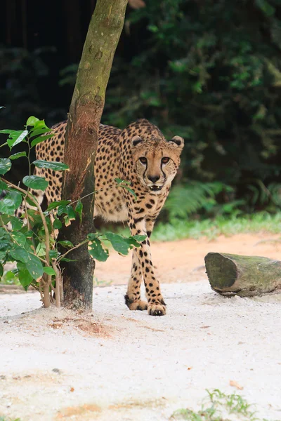 Cheetah saindo — Fotografia de Stock