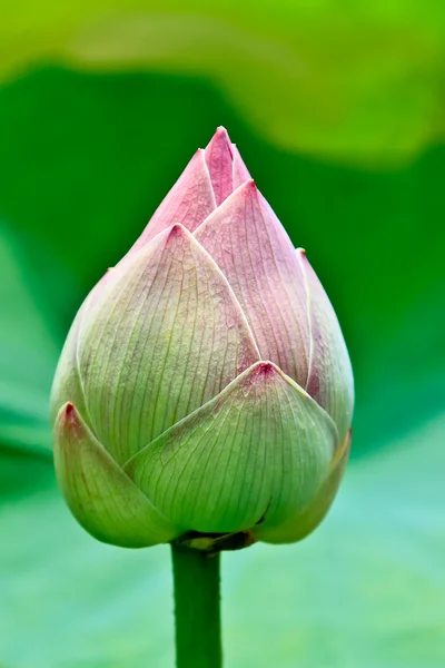 Lotus bud på nära håll — Stockfoto