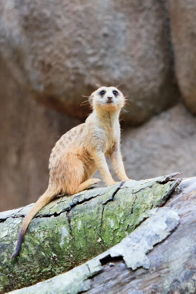 Dotknij stóp meerkat — Zdjęcie stockowe