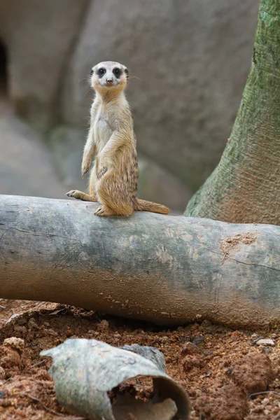 Meerkat φρουρός — Φωτογραφία Αρχείου