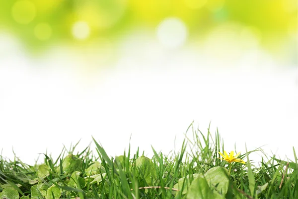 Gras und Blume — Stockfoto