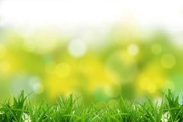 Grass and background — Stock Photo, Image