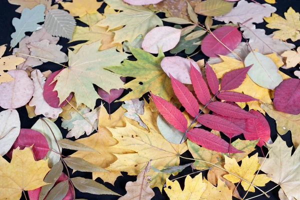 Bunte Blätter — Stockfoto