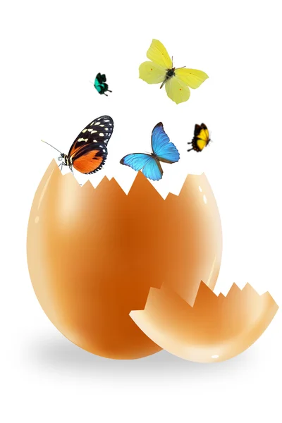 Ägg och fjäril — Stockfoto