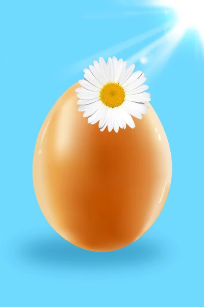 Egg and camomile — Stock Photo, Image