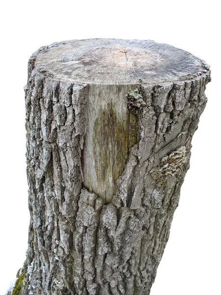 Березовое дерево, изолированное на белом — стоковое фото