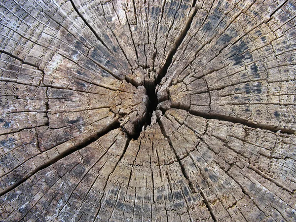 Old cracked tree stump wood texture background — Stock Photo, Image