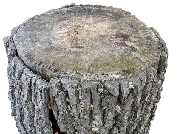 Березовий дерев'яний колода ізольовано на білому — стокове фото