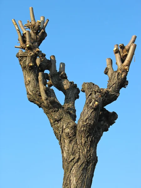 Albero su secco tronco di legno sopra cielo blu — Foto Stock