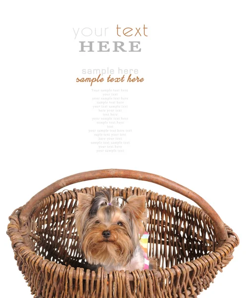 Precioso perro yorkshire terrier en la cesta aislado en el blanco —  Fotos de Stock
