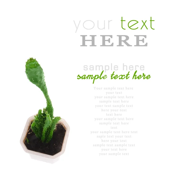 Cactus isolated on the white background — Stock Photo, Image