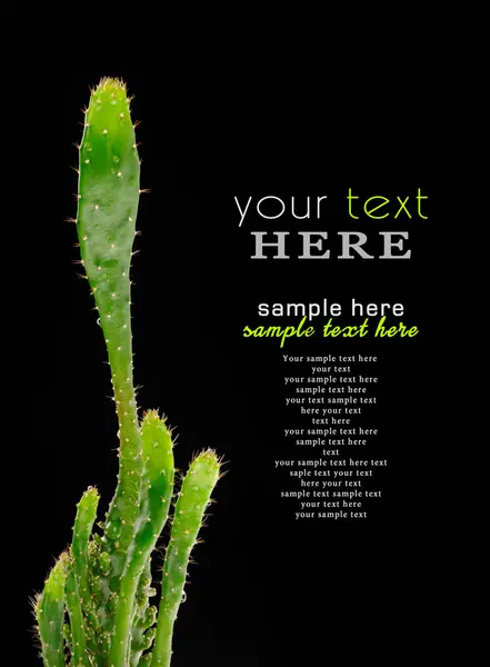 Cactus geïsoleerd op een zwarte achtergrond — Stockfoto