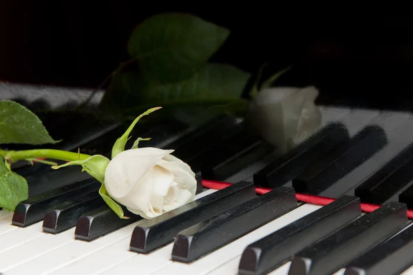 Gül piyano tuşlarını — Stok fotoğraf