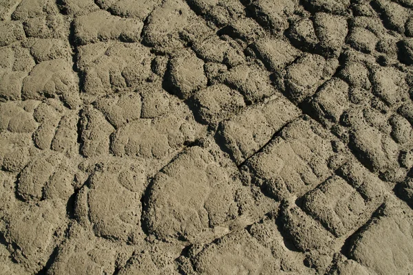 stock image Mud cracks