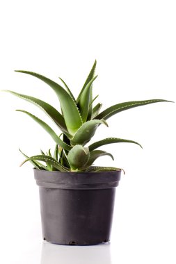 aloe tesisi, paketi