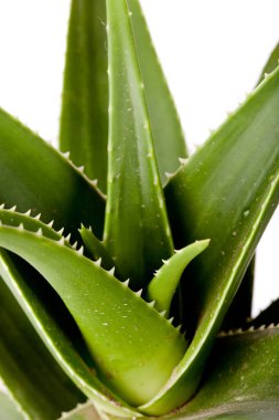 aloe tesisi, paketi