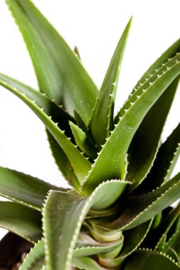 aloe tesisi, paketi